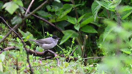 Karabaşlı ötleğen