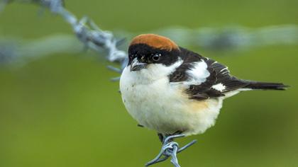 Kızılbaşlı örümcekkuşu
