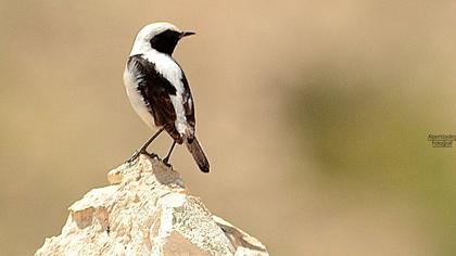 Karakulaklı kuyrukkakan