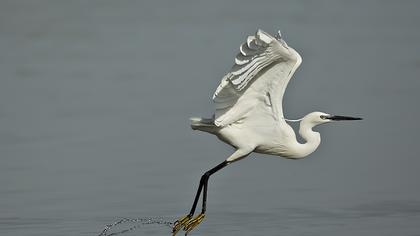 Küçük ak balıkçıl