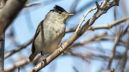 Karabaşlı ötleğen