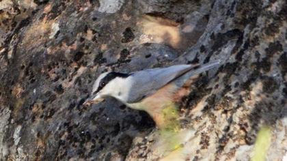 Büyük kaya sıvacısı