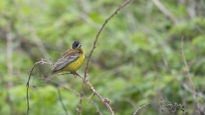 Karabaşlı kirazkuşu