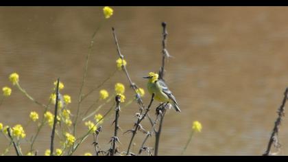 Sarıbaşlı kuyruksallayan