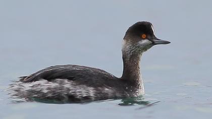 Karaboyunlu batağan