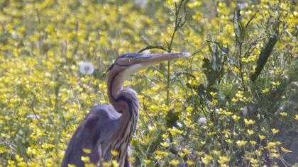 Erguvani balıkçıl