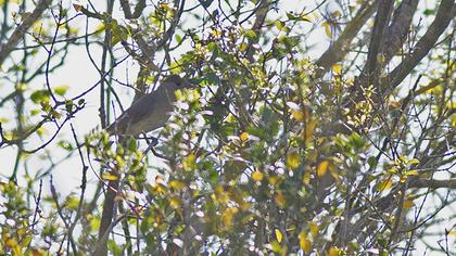 Karabaşlı ötleğen