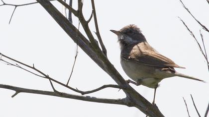 Karaboğazlı ötleğen