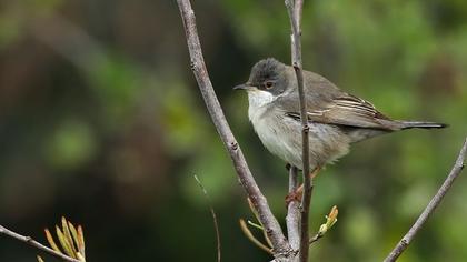 Akgerdanlı ötleğen