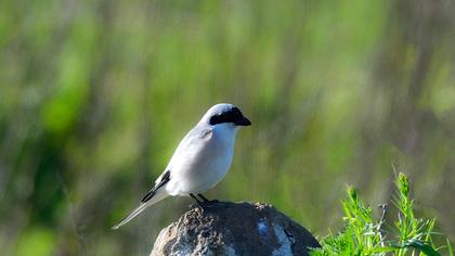 Karaalınlı örümcekkuşu