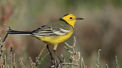 Sarıbaşlı kuyruksallayan