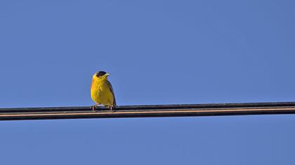 Karabaşlı kirazkuşu