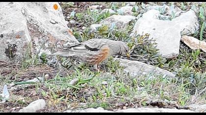 Büyük dağbülbülü