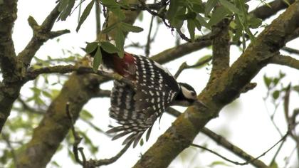 Orman alaca ağaçkakanı