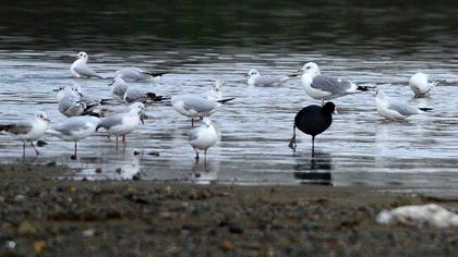 Küçük gümüş martı