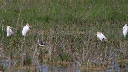 Sığır balıkçılı