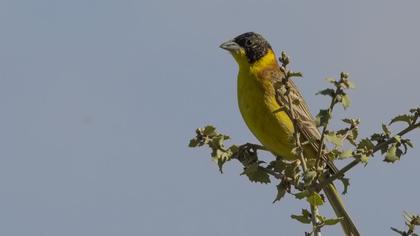 Karabaşlı kirazkuşu