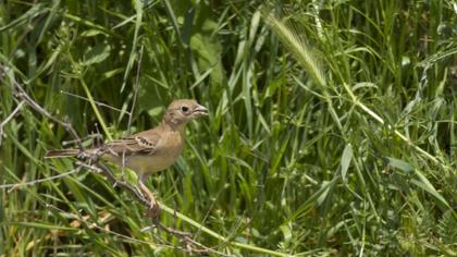 Karabaşlı kirazkuşu