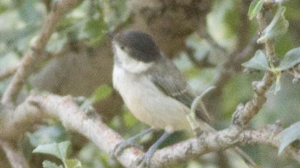 Akyanaklı baştankara