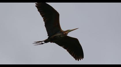 Erguvani balıkçıl