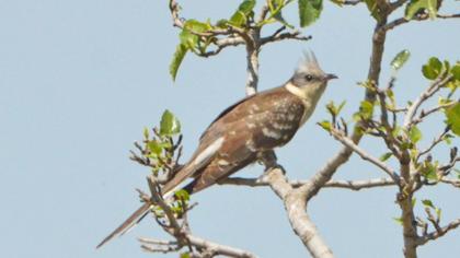 Great Spotted Cuckoo