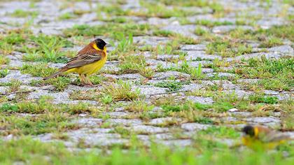 Karabaşlı kirazkuşu