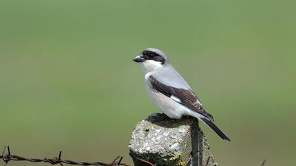 Karaalınlı örümcekkuşu