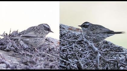 Sürmeli dağbülbülü