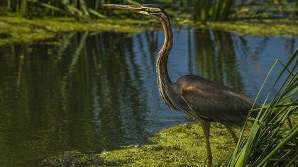 Erguvani balıkçıl