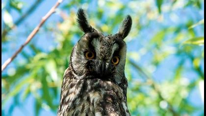 Kulaklı orman baykuşu