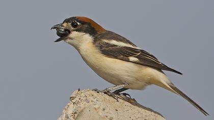 Kızılbaşlı örümcekkuşu