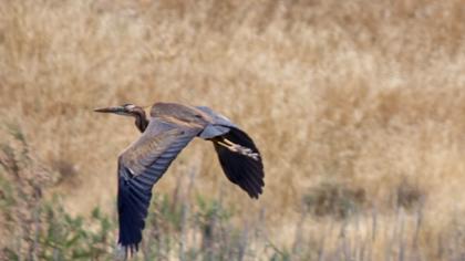 Erguvani balıkçıl