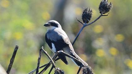 Karaalınlı örümcekkuşu