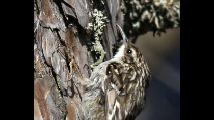 Bahçe tırmaşıkkuşu