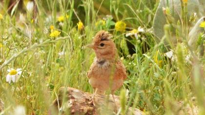 Türkistan çorak toygarı