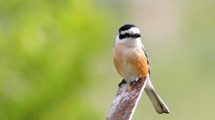 Maskeli örümcekkuşu