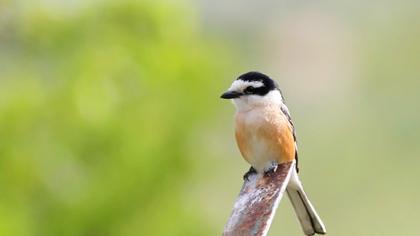 Maskeli örümcekkuşu