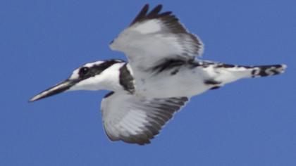 Alaca yalıçapkını