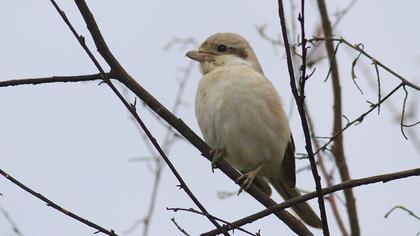 Büyük örümcekkuşu
