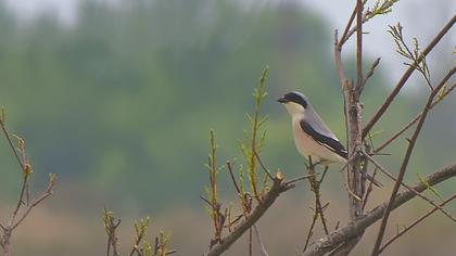 Karaalınlı örümcekkuşu