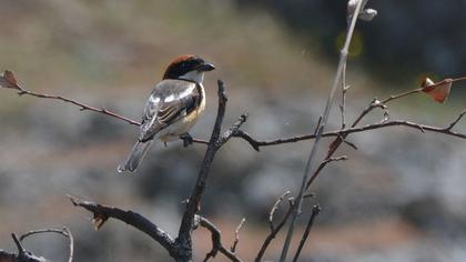 Kızılbaşlı örümcekkuşu