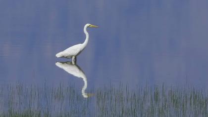 Büyük ak balıkçıl