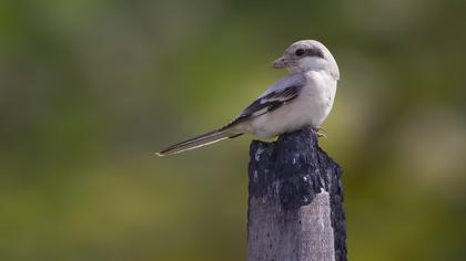 Büyük örümcekkuşu