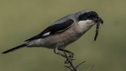 Karaalınlı örümcekkuşu