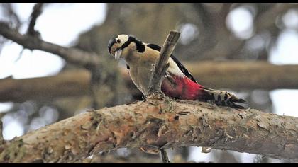 Orman alaca ağaçkakanı