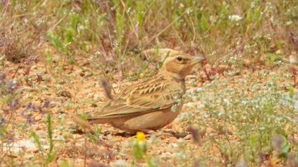 Küçük boğmaklı toygar
