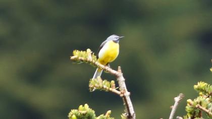 Dağ kuyruksallayanı