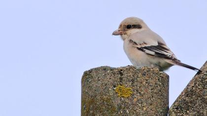 Büyük örümcekkuşu