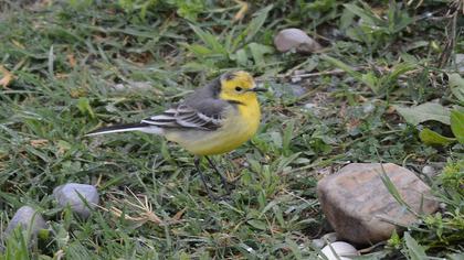 Sarıbaşlı kuyruksallayan