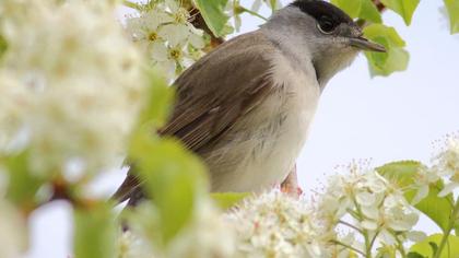 Karabaşlı ötleğen